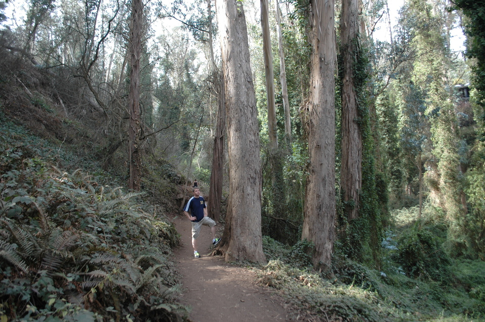 Mount Sutro Forest: Mitten in der Stadt und doch im Wald.