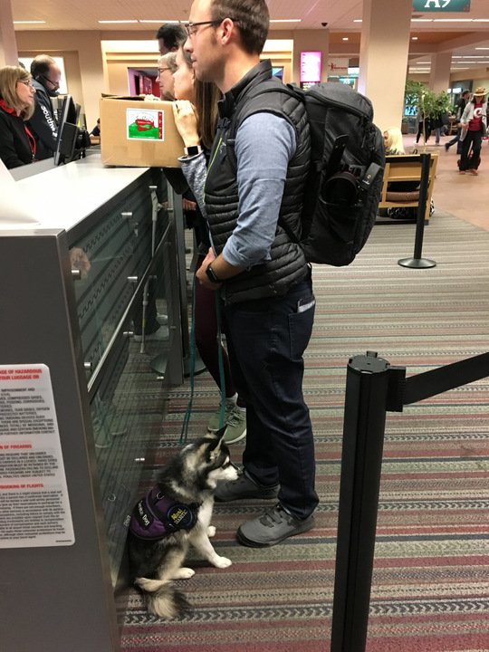 Damit Fifi mitfliegen darf, wird er kurzerhand als "Emotional Support Animal" deklariert.