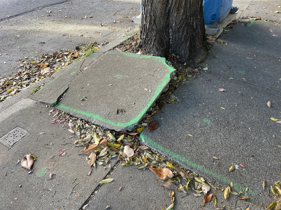 Tree roots are pushing the slabs up over the years.
