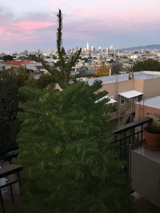 Der 119 Dollar teure Weihnachtsbaum auf dem Balkon.