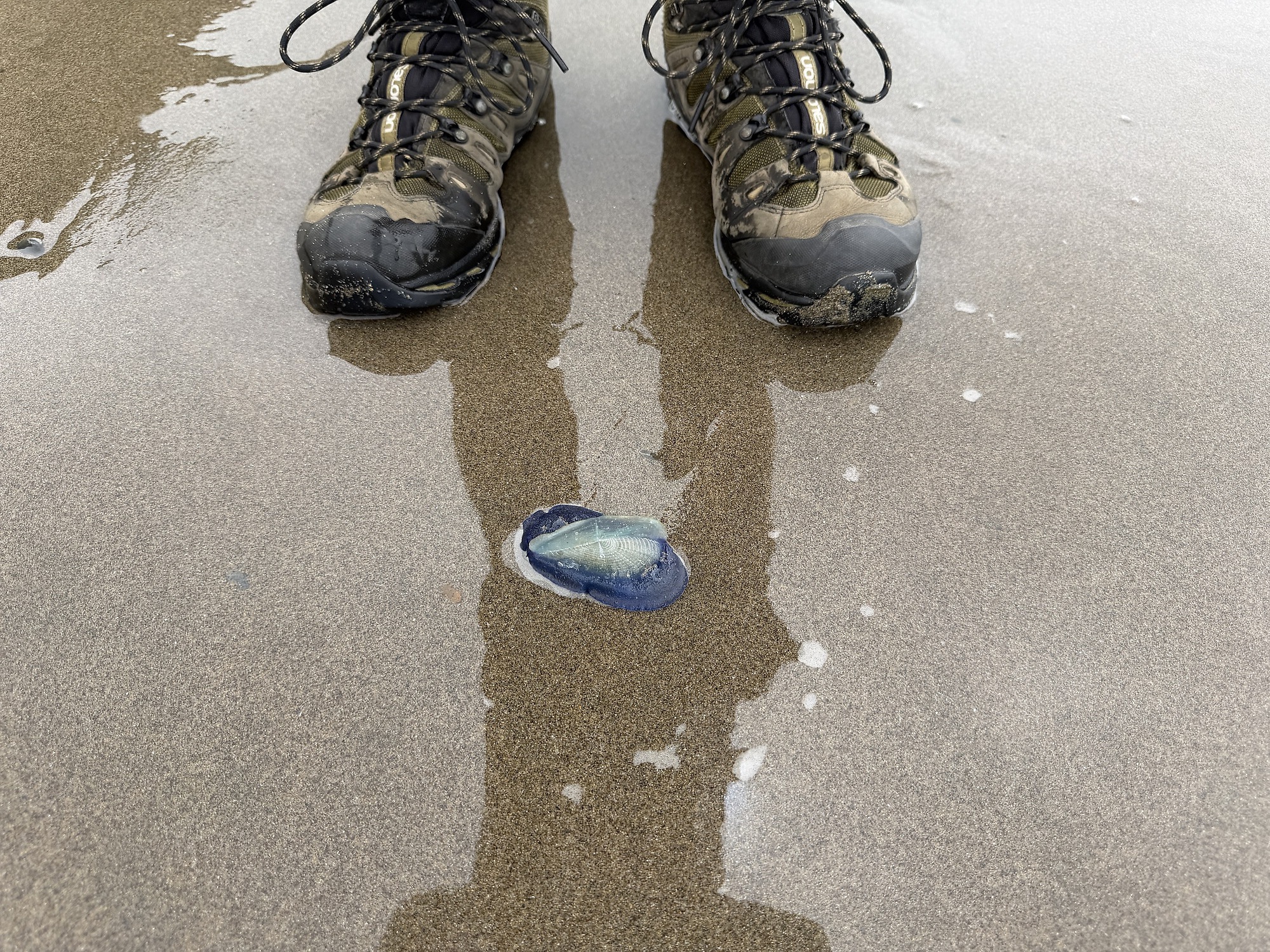 Der Wandersmann findet einen By-the-Wind Sailor am Strand.