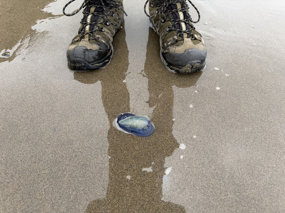 Der Wandersmann findet einen By-the-Wind Sailor am Strand.