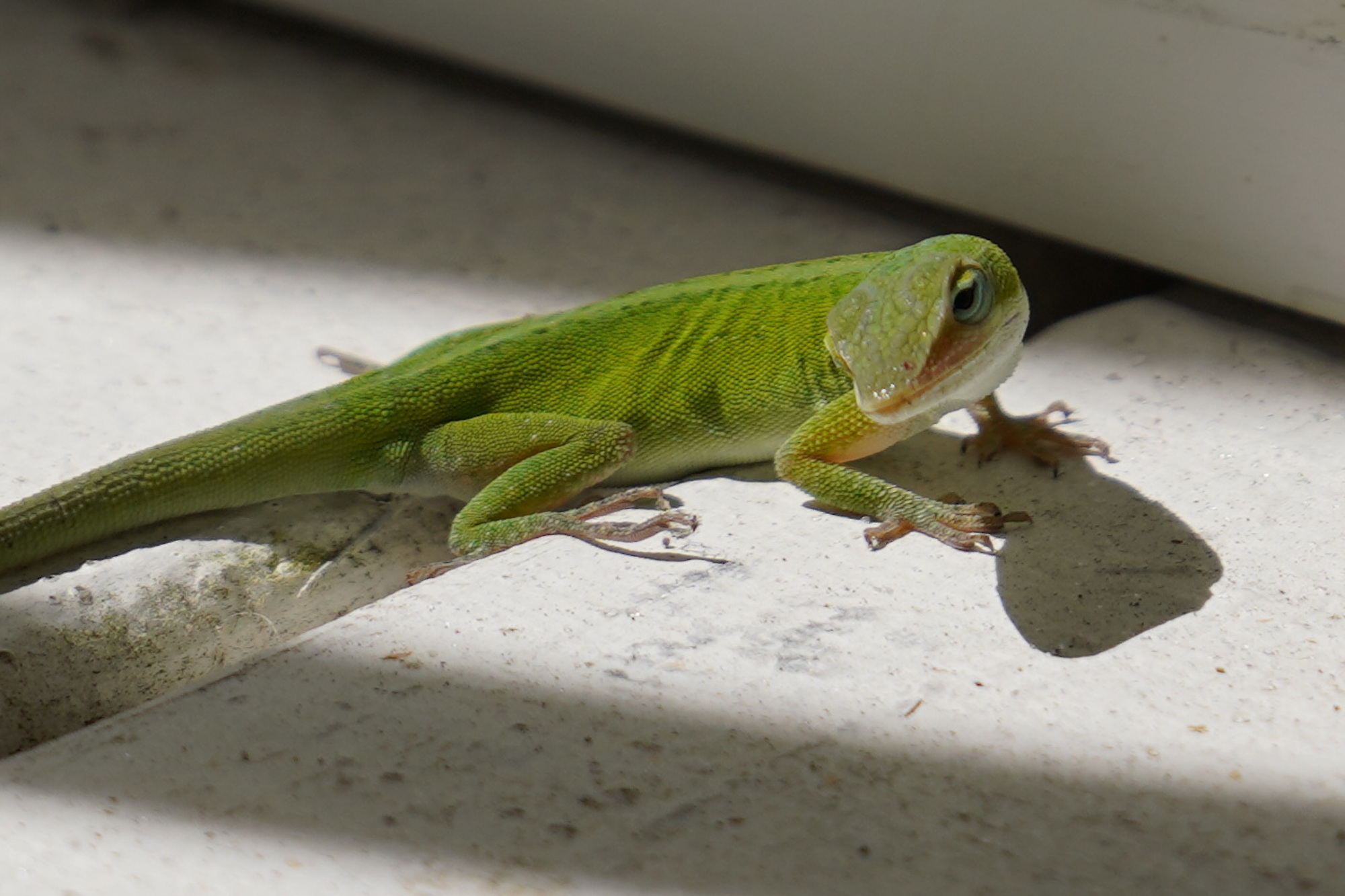 Ein freundlicher Gecko im Haus h&auml;lt Insekten in Schach.