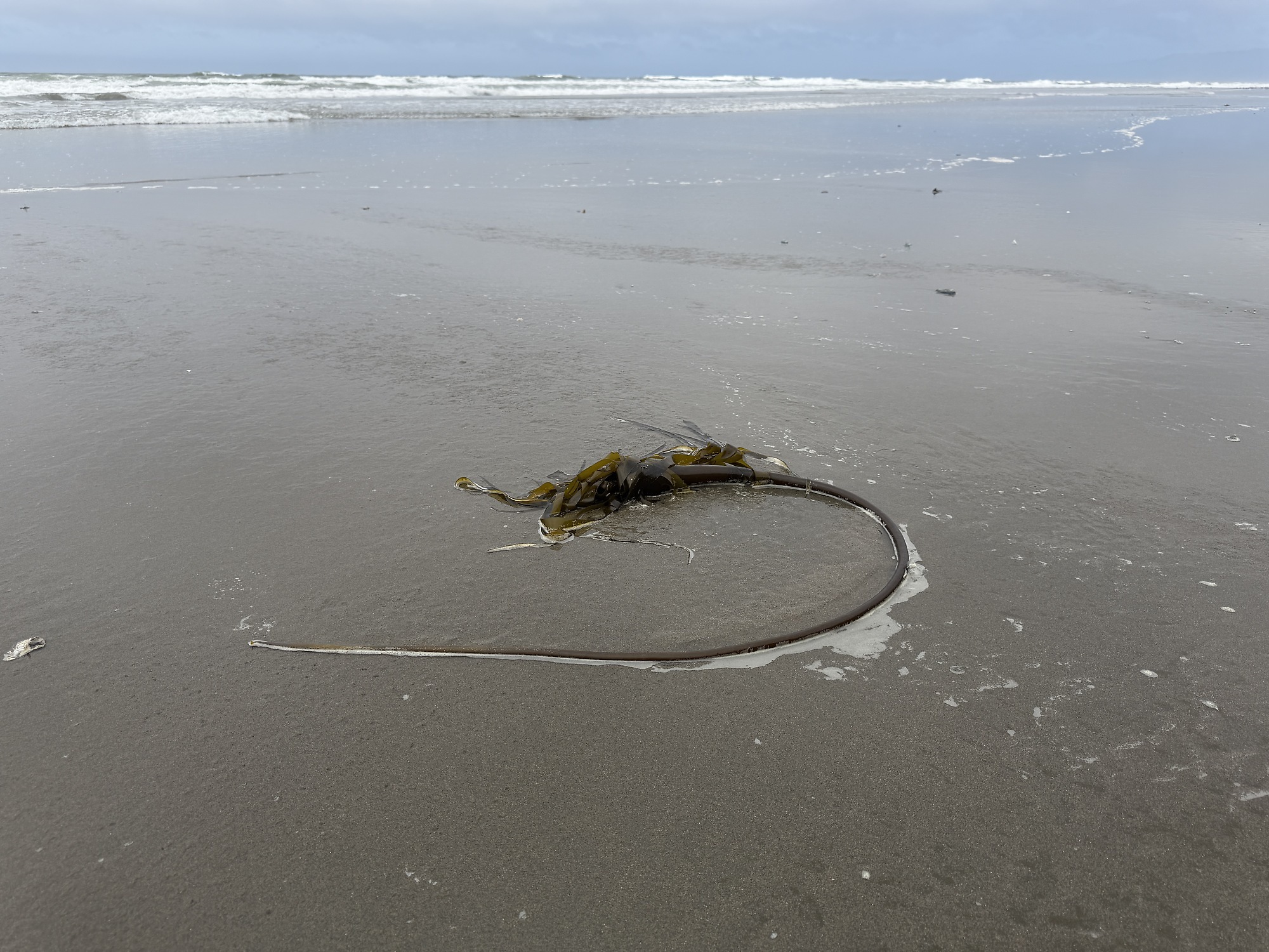 Angeschwemmter Seetang am Ocean Beach