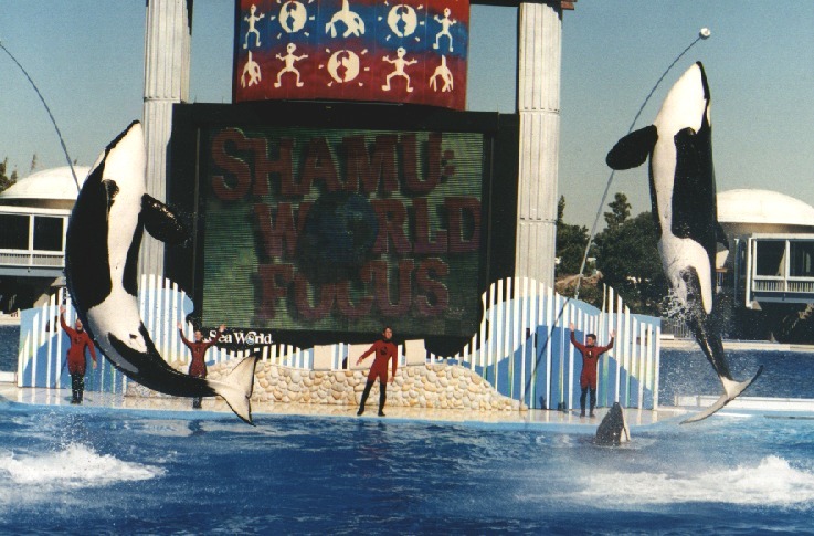 Seaworld: Wo Wale hüpfen