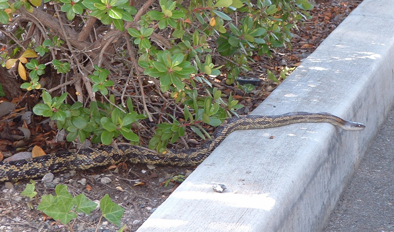 Eine Gopher-Schlange auf dem Netscape-Parkplatz kriecht aus dem Gebüsch ...