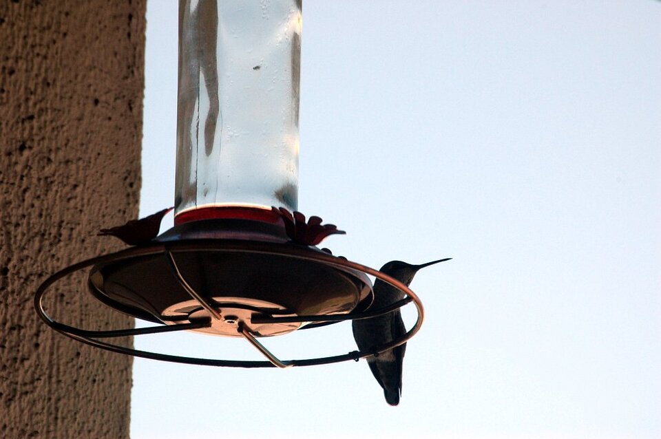 Ein kleiner Kolibri am Zuckerlwassernaschplatz auf unserem Balkon