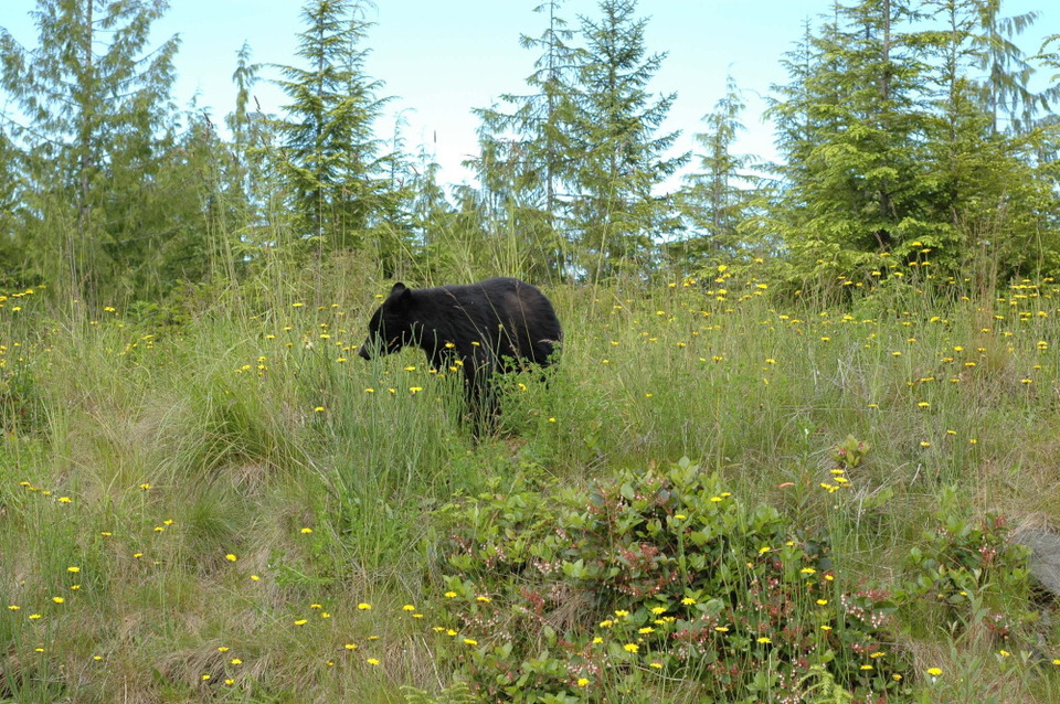 Ein Schwarzbär labt sich im Gras, direkt neben der Straße.