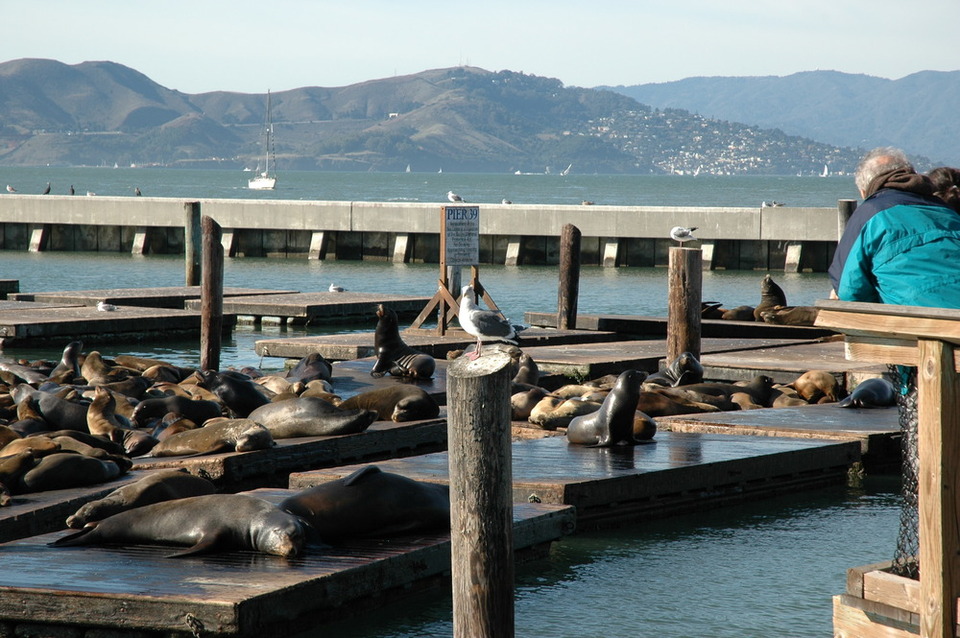 Alright, alright, the seals at Pier 39 are pretty aswesome.
