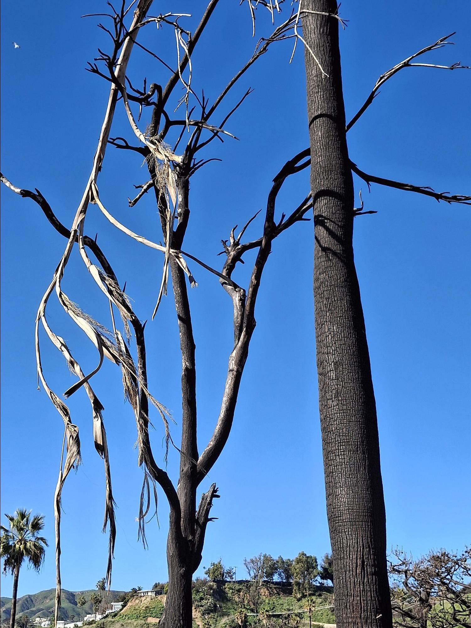 Abgebrannter Baum vor Malibu.