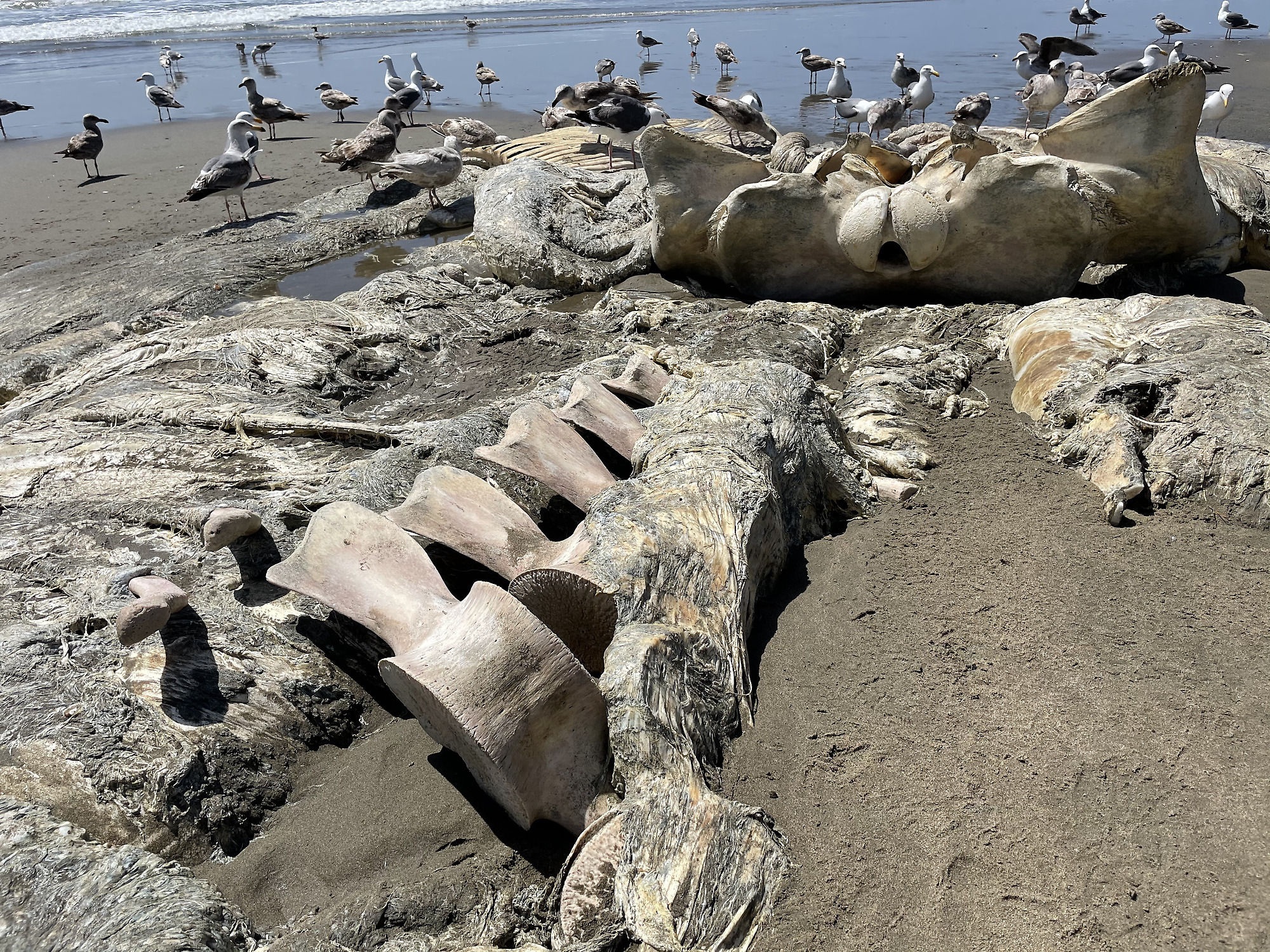 Das Skelett eines angeschwemmten Wals bei Fort Funston.